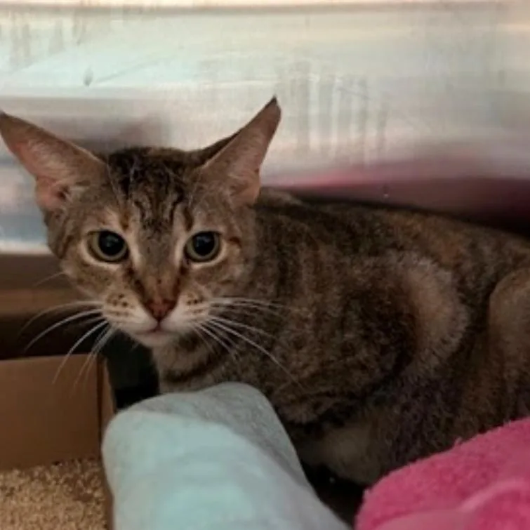 A senior small-sized female Brown / Chocolate Domestic Short Hair cat named Ponky for adoption in Long Island City, NY
