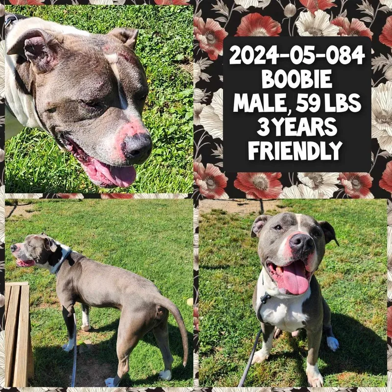 An adult medium-sized male Pit Bull Terrier dog named Boobie for adoption in Winder, GA