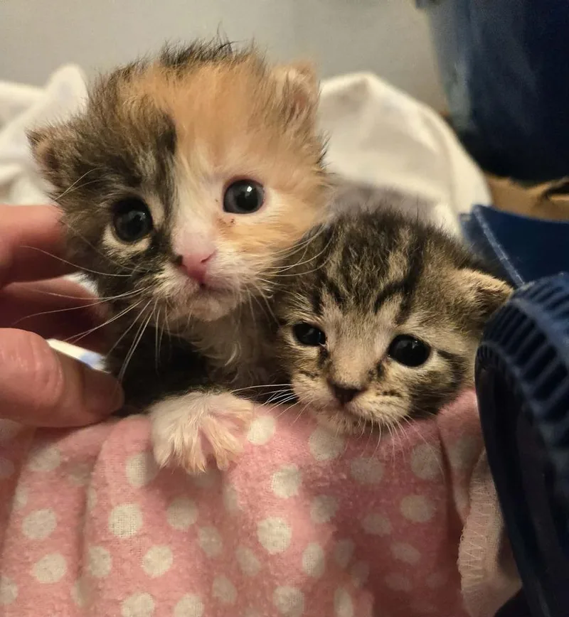A baby medium-sized female Tabby (Brown / Chocolate) Domestic Short Hair cat named Wally for adoption in Salinas, CA