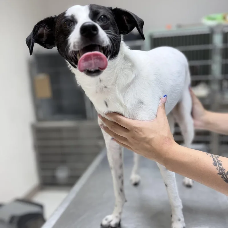 An adult small-sized female White / Cream Mixed Breed dog named Nickel for adoption in Tyler, TX
