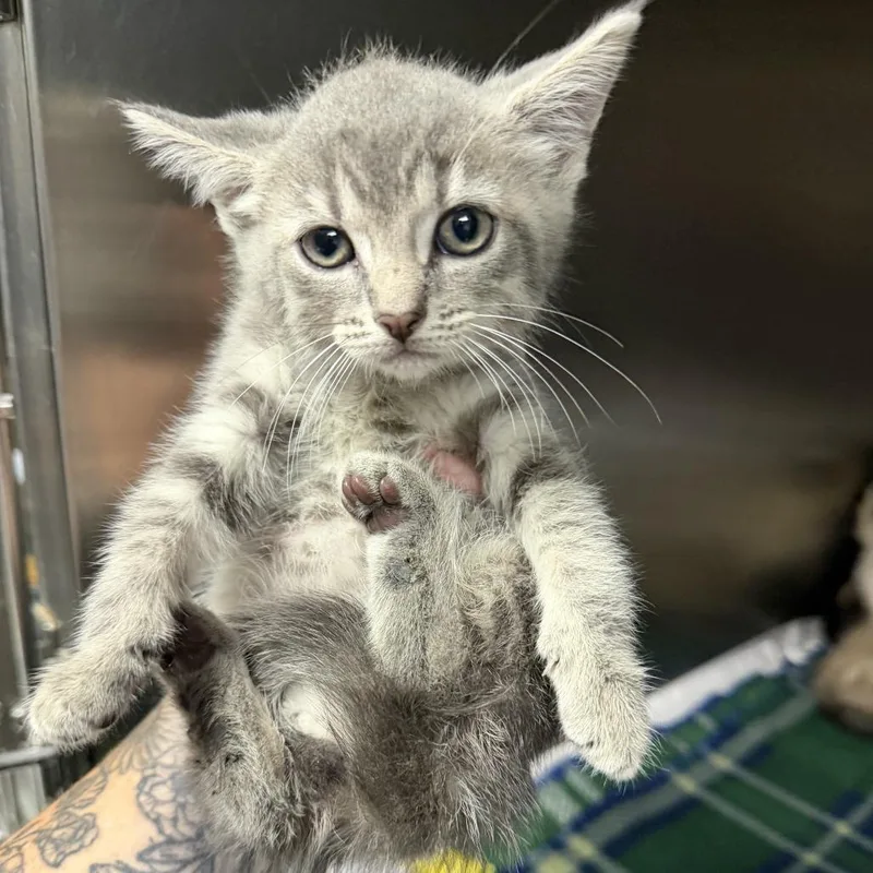 A baby small-sized female Gray / Blue / Silver Domestic Short Hair cat named Rizzo for adoption in Marion, VA