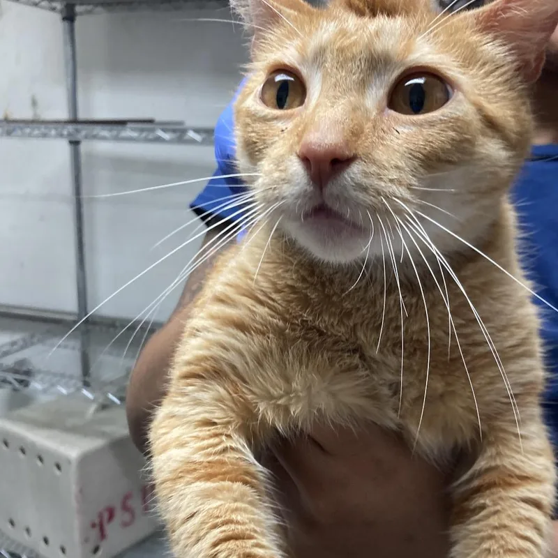 An adult medium-sized female Orange / Red Domestic Short Hair cat named Siri Apple for adoption in Philadelphia, PA