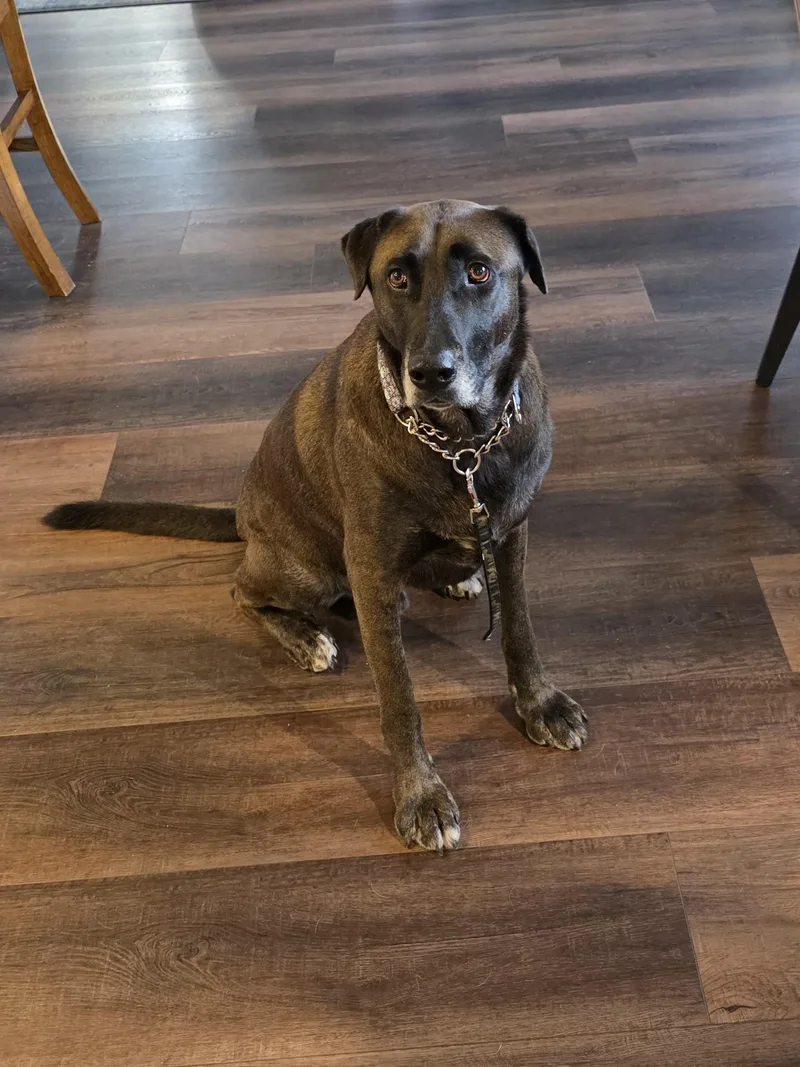 An adult large-sized male Labrador Retriever dog named Magnus for adoption in Bow, WA
