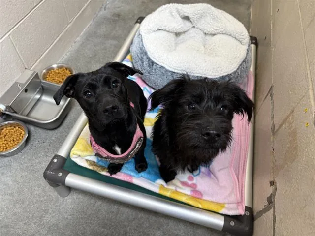 A young small-sized male Terrier dog named Bobby for adoption in Fairfield, CA
