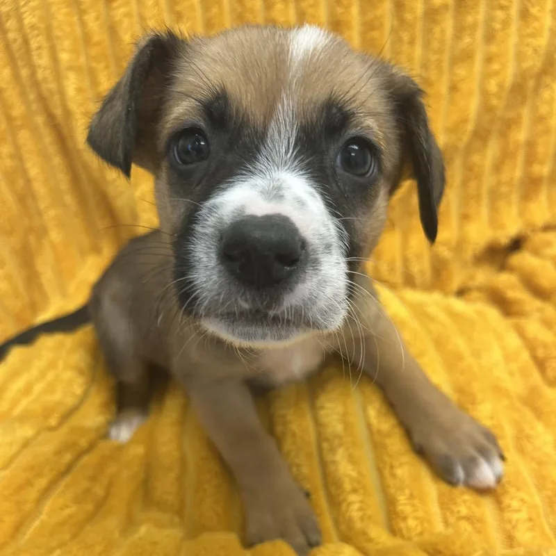 A baby medium-sized female Brown / Chocolate Terrier dog named Zimmer for adoption in Las Vegas, NV