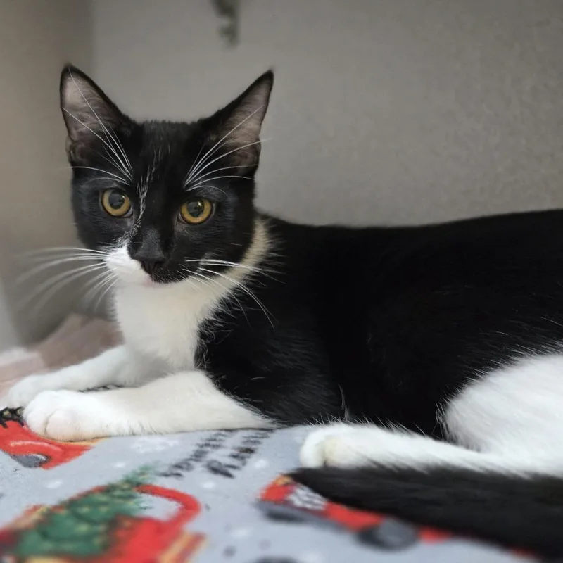 A baby medium-sized male Black Domestic Short Hair cat named Aaron for adoption in Pittsburgh, PA