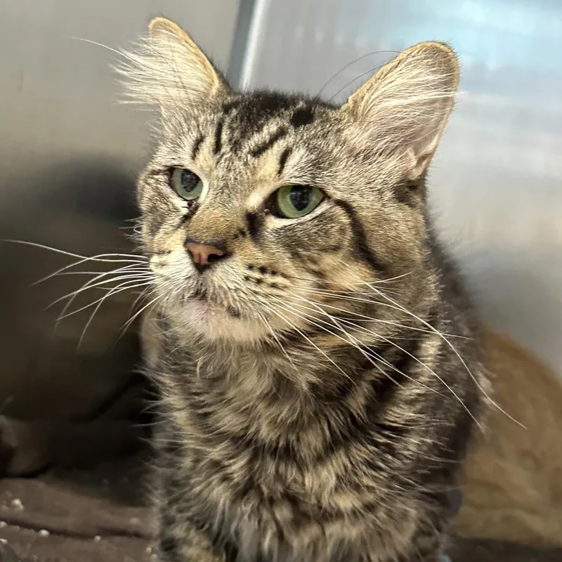 A senior medium-sized male Domestic Short Hair cat named Cicada for adoption in Matteson, IL