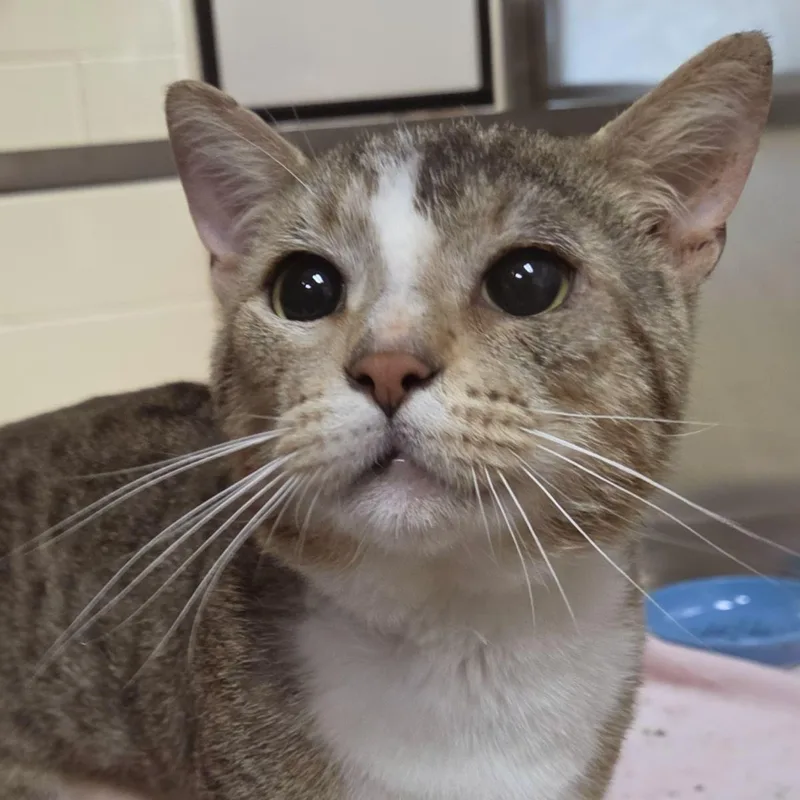 An adult medium-sized male Brown / Chocolate Domestic Short Hair cat named Buckingham for adoption in Plover, WI