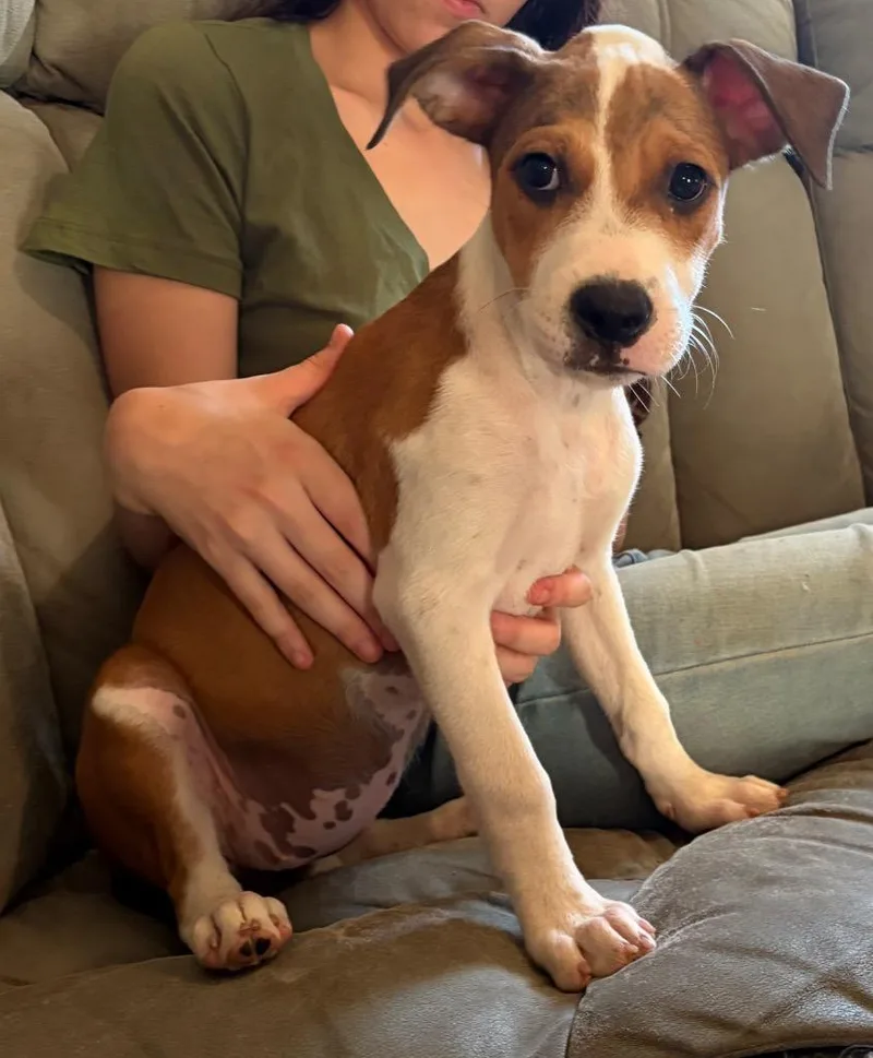 A baby small-sized female Mixed Breed dog named Cruella for adoption in St. Augustine, FL
