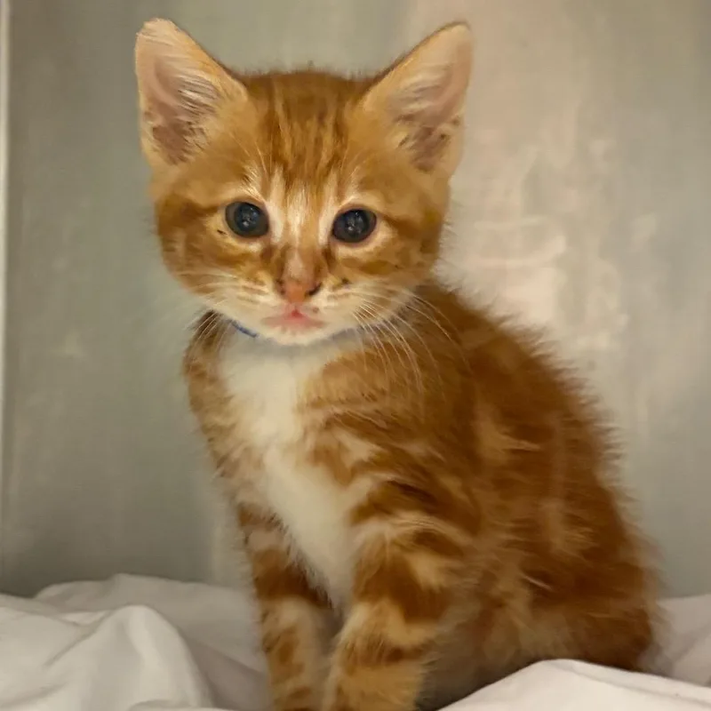 A baby small-sized male Orange / Red Domestic Medium Hair cat named Cheeto Bandito for adoption in Chattanooga, TN