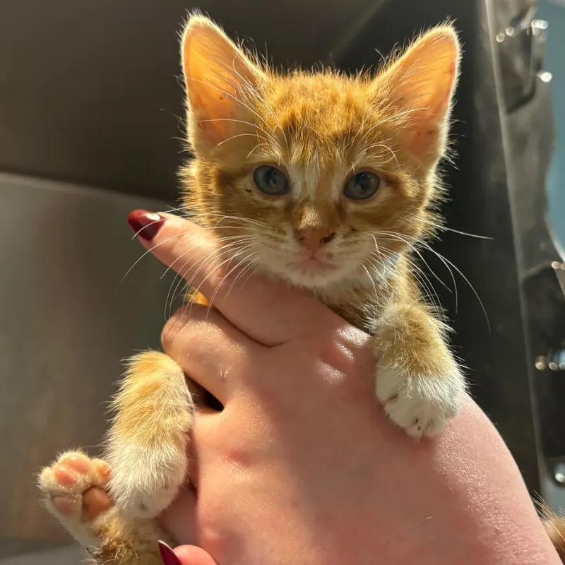 Cheeto Bandito thumbnail 2