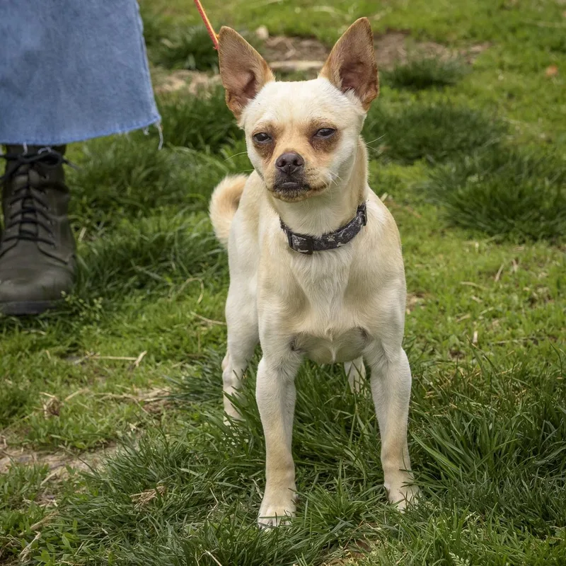 Chauncey thumbnail 2