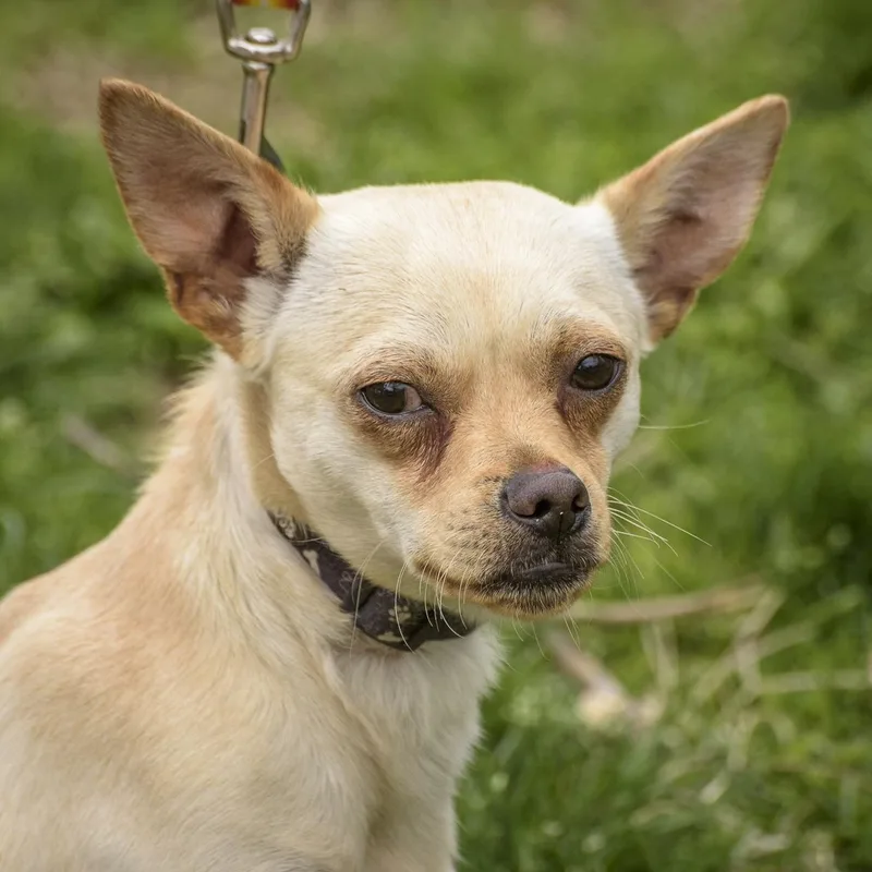 An adult small-sized male Yellow / Tan / Blond / Fawn Chihuahua dog named Chauncey for adoption in Lambertville, NJ