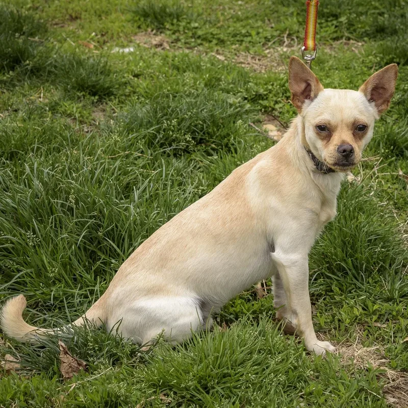 Chauncey thumbnail 3