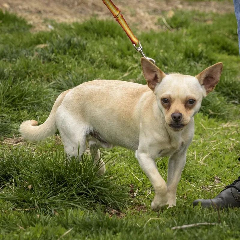 Chauncey thumbnail 4