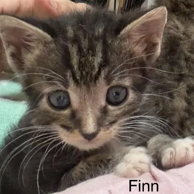 A baby small-sized male Domestic Short Hair cat named Finn for adoption in Auburn, CA