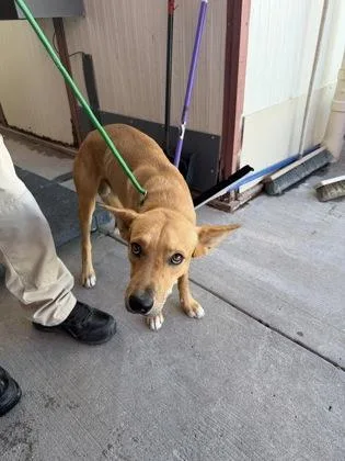 An adult medium-sized male Red / Chestnut / Orange Shepherd dog named Tres for adoption in El Paso, TX
