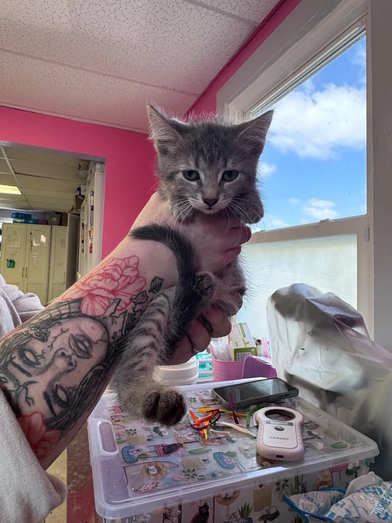 A baby medium-sized female Domestic Short Hair cat named Mave for adoption in Johnson City, TN