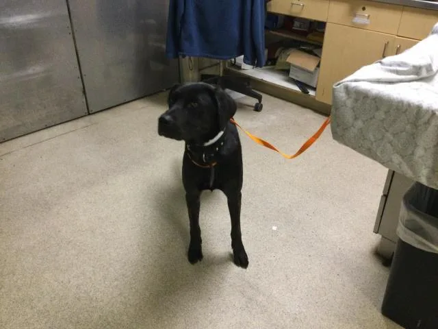 A young large-sized female Labrador Retriever dog named Gaga for adoption in Riverside, CA