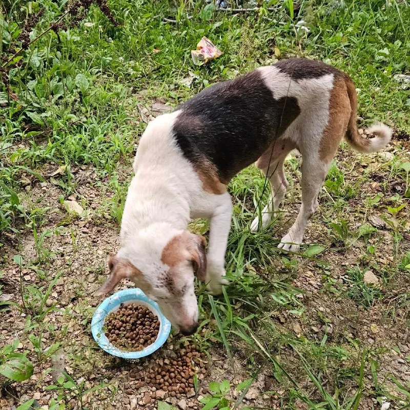 A senior small-sized male Brown / Chocolate Beagle dog named Champ for adoption in Rogersville, MO