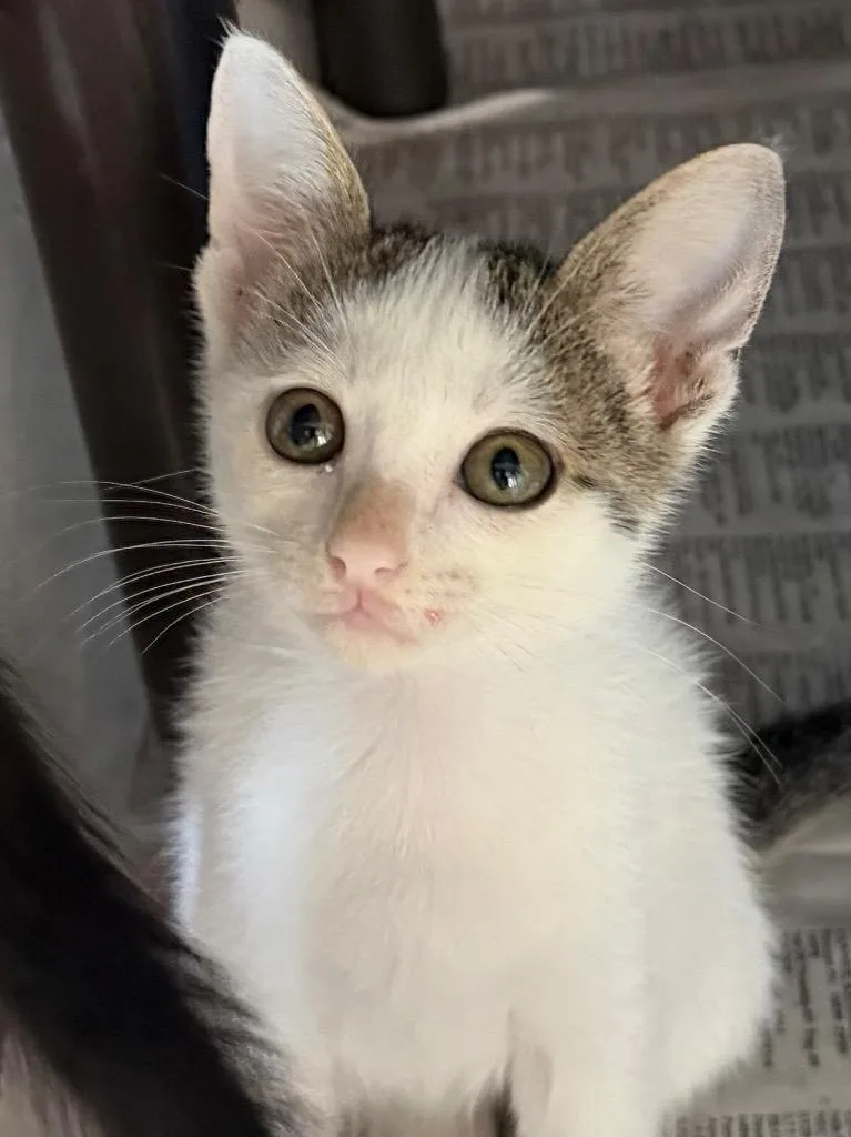 A baby small-sized female Tabby cat named Juanita for adoption in Brookhaven, MS