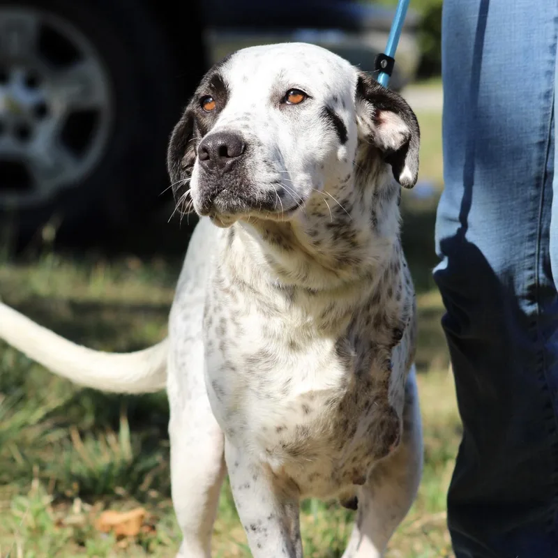 An adult large-sized female Black Mixed Breed dog named Kenai for adoption in Columbia, SC