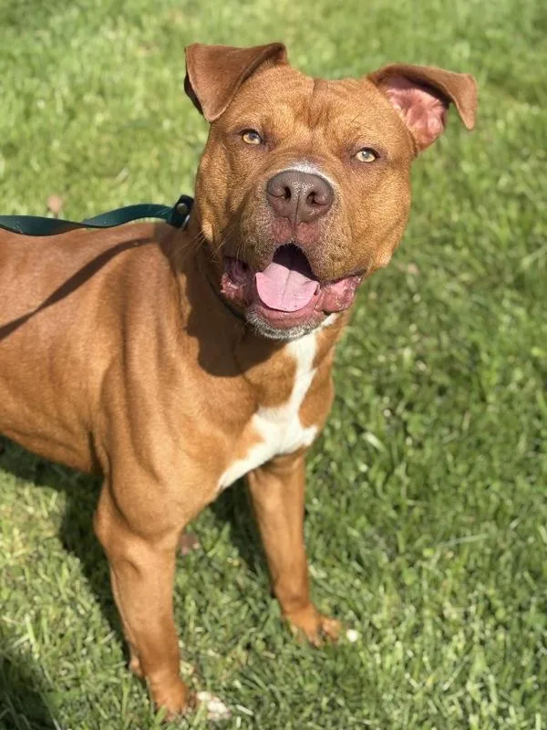 A young medium-sized male Pit Bull Terrier dog named Chai for adoption in Lancaster, OH