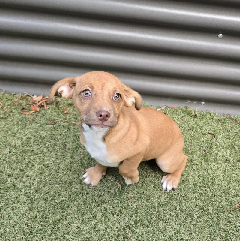 A baby medium-sized male Jack Russell Terrier dog named Cola for adoption in Apache Junction, AZ