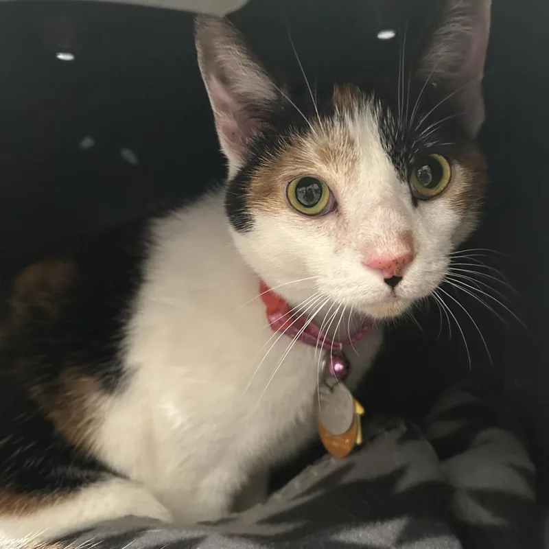A young small-sized female Domestic Short Hair cat named WV Sana for adoption in Port Washington, NY