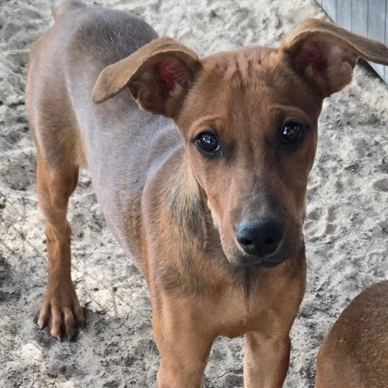 A baby small-sized female Hound dog named Peyton for adoption in Floresville, TX