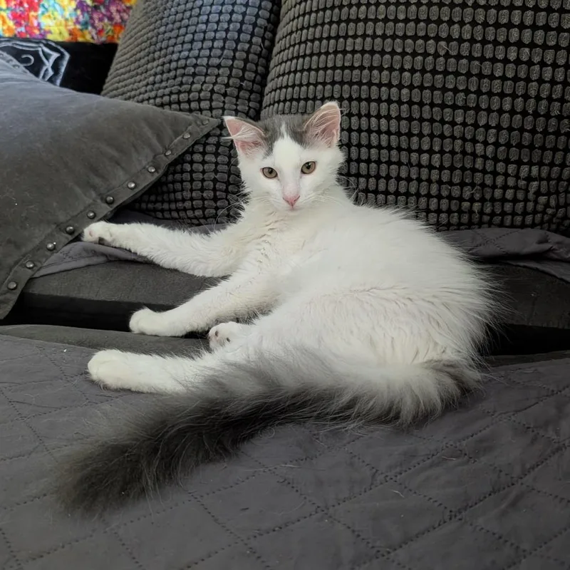 A baby small-sized male White Domestic Medium Hair cat named Qtip Aka Tipsy for adoption in Saugerties, NY