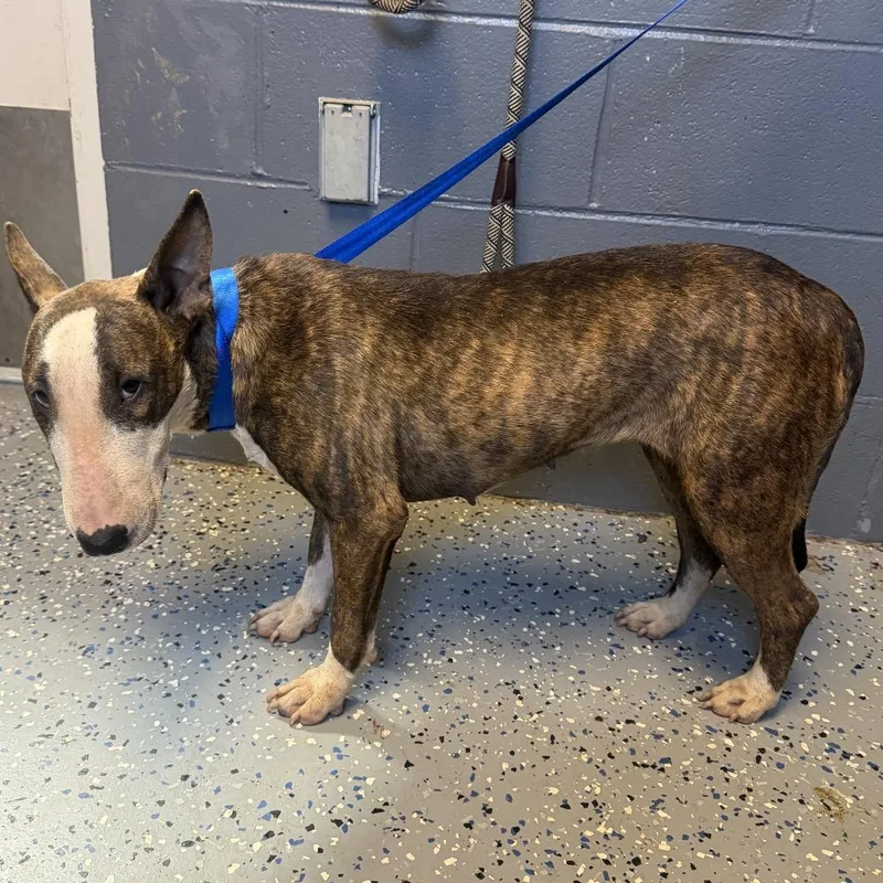 An adult medium-sized female Brindle Bull Terrier dog named Madison for adoption in Tuscaloosa, AL
