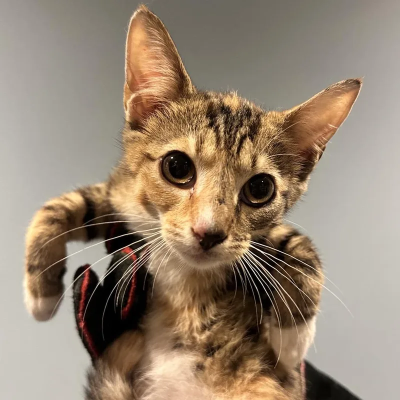 A baby small-sized female Buff / Tan / Fawn Domestic Medium Hair cat named Missy for adoption in Chattanooga, TN