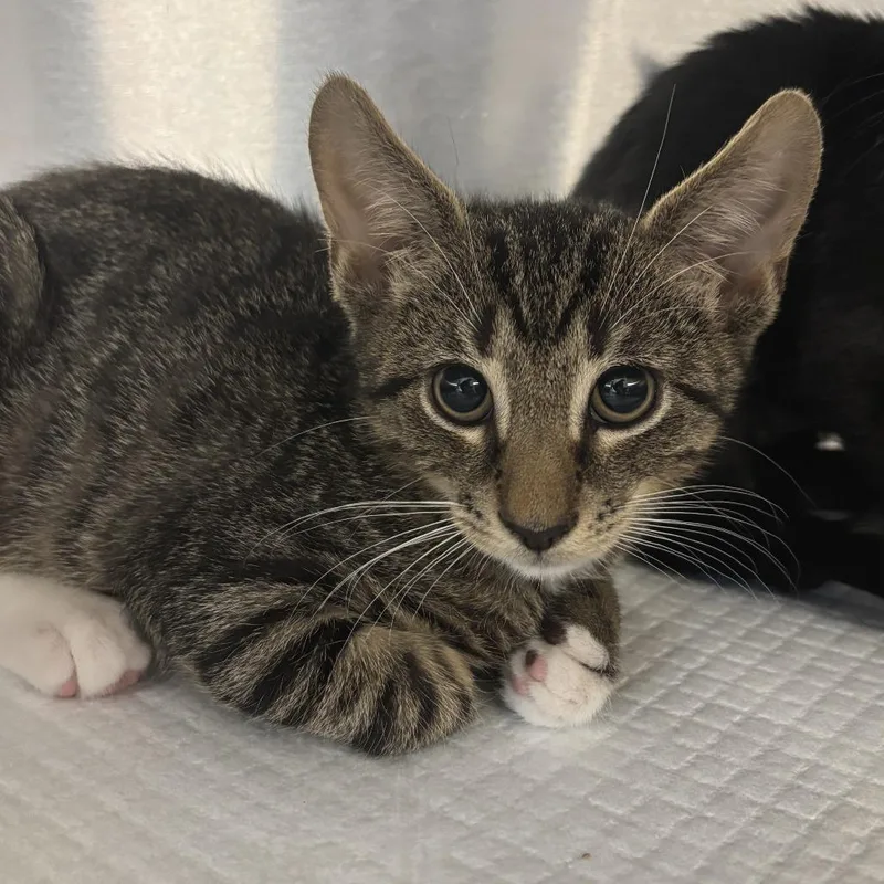 A baby small-sized male Brown / Chocolate Domestic Short Hair cat named Thesaurus for adoption in Wilmington, DE