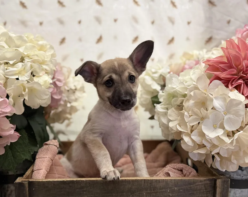 A baby medium-sized male White / Cream Terrier dog named Elm for adoption in Newberg, OR