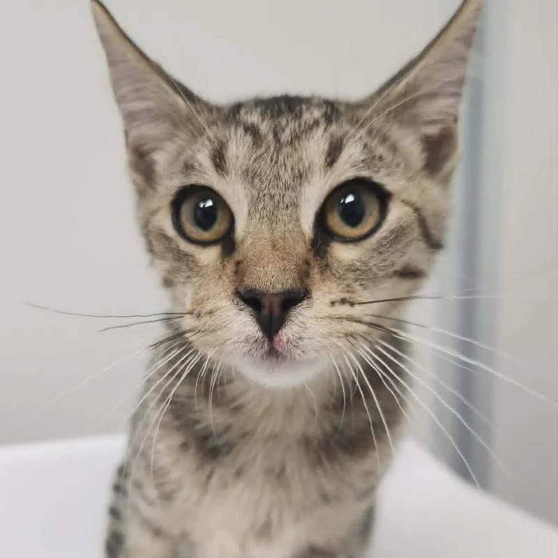 A baby small-sized male Brown / Chocolate Domestic Short Hair cat named Ferris Wheel for adoption in Concord, NC