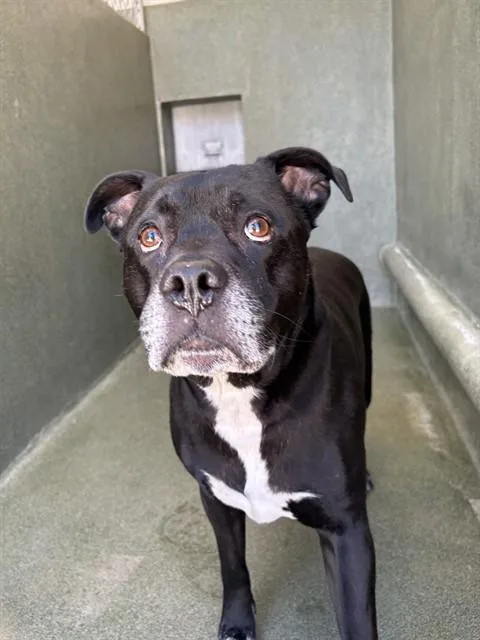 An adult medium-sized male Pit Bull Terrier dog named Loki for adoption in Castaic, CA