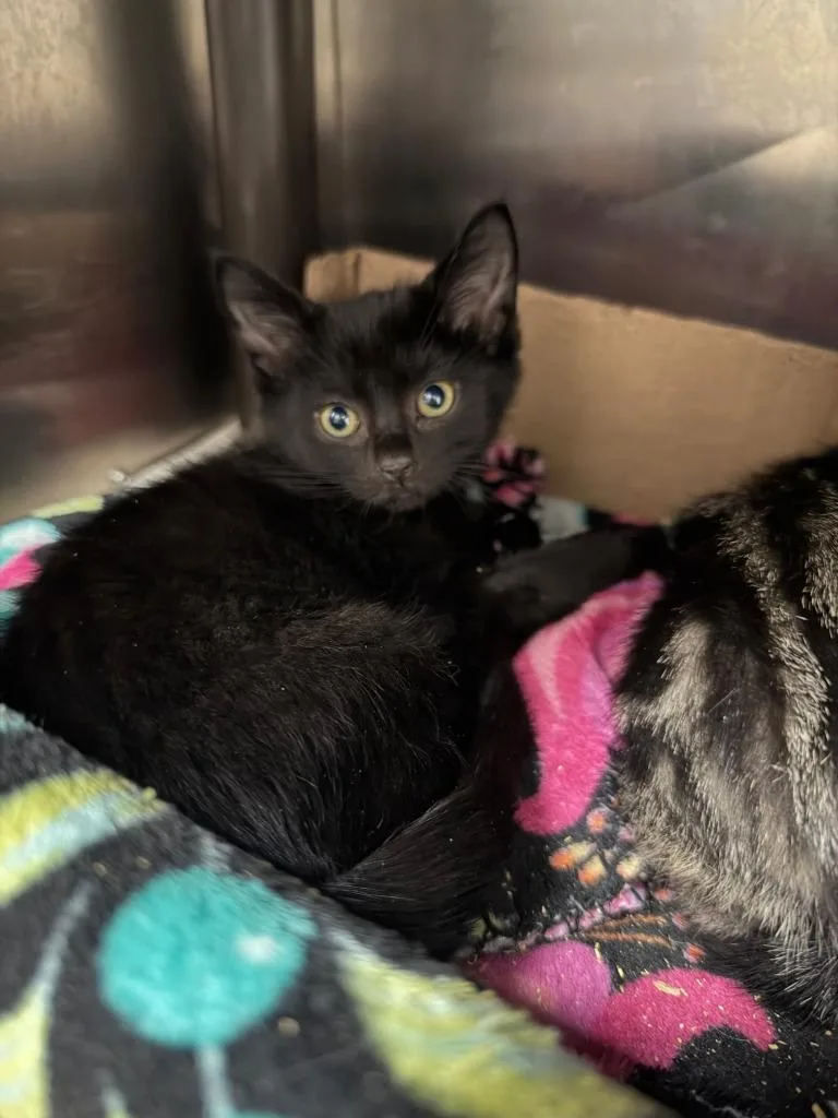 A baby large-sized male Domestic Short Hair cat named Thackery Binx for adoption in Chickamauga , GA