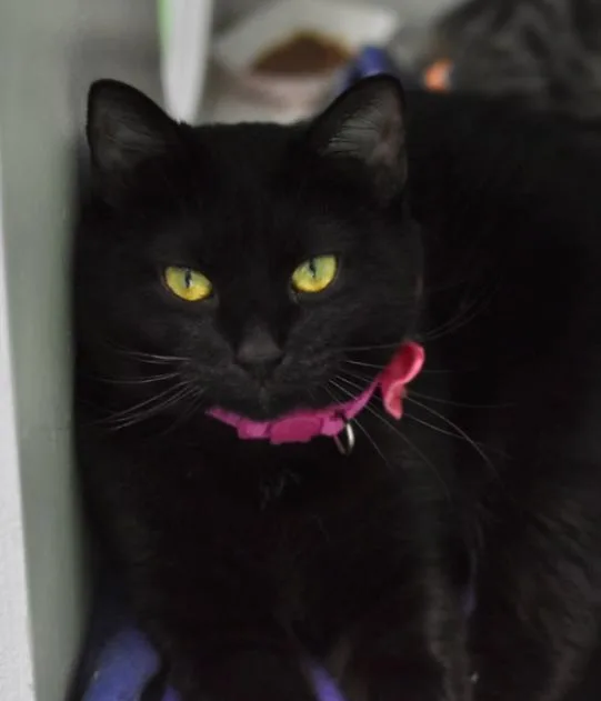 An adult medium-sized female Black Domestic Short Hair cat named Robin for adoption in Marietta, GA