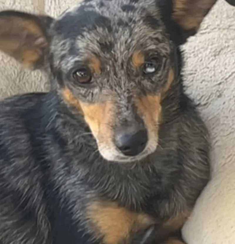 An adult small-sized male Chihuahua dog named Jigsaw for adoption in Longmont, CO