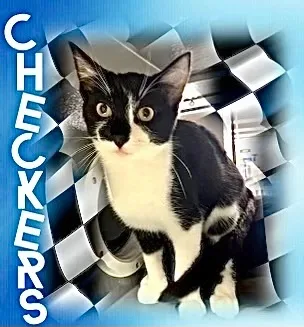 Checkers  Kuykendahl Petsmart