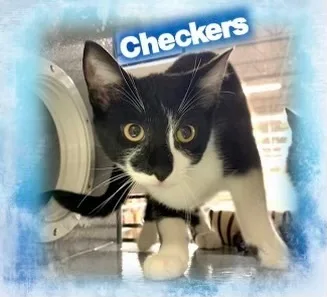 Checkers  Kuykendahl Petsmart thumbnail 2
