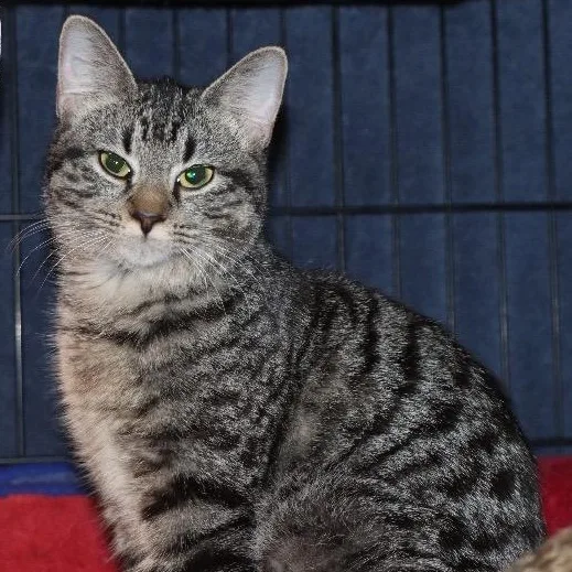 A young medium-sized female Tabby (Brown / Chocolate) Domestic Short Hair cat named Delaney for adoption in House Springs, MO