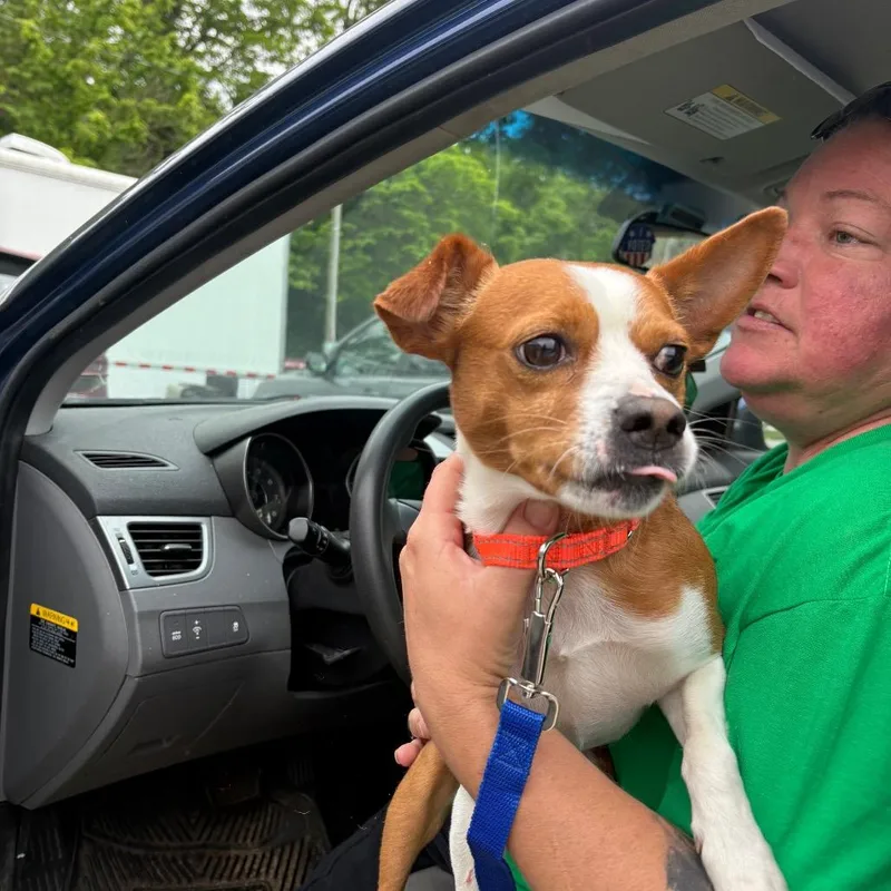 Nugget Stray Hold