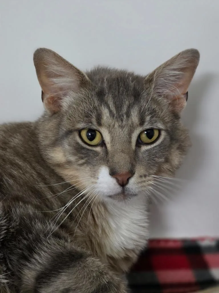 An adult medium-sized male Domestic Short Hair cat named Sheldon for adoption in Huntington, IN