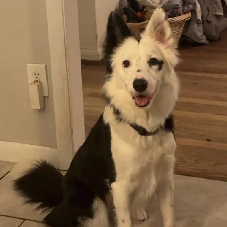 An adult medium-sized female Black Border Collie dog named Lexi for adoption in Lexington, NC