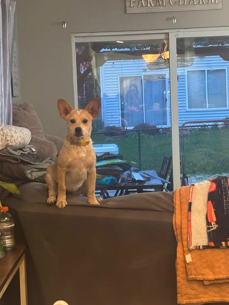 A young medium-sized female Cattle Dog dog named Dempsey for adoption in hinckley, IL