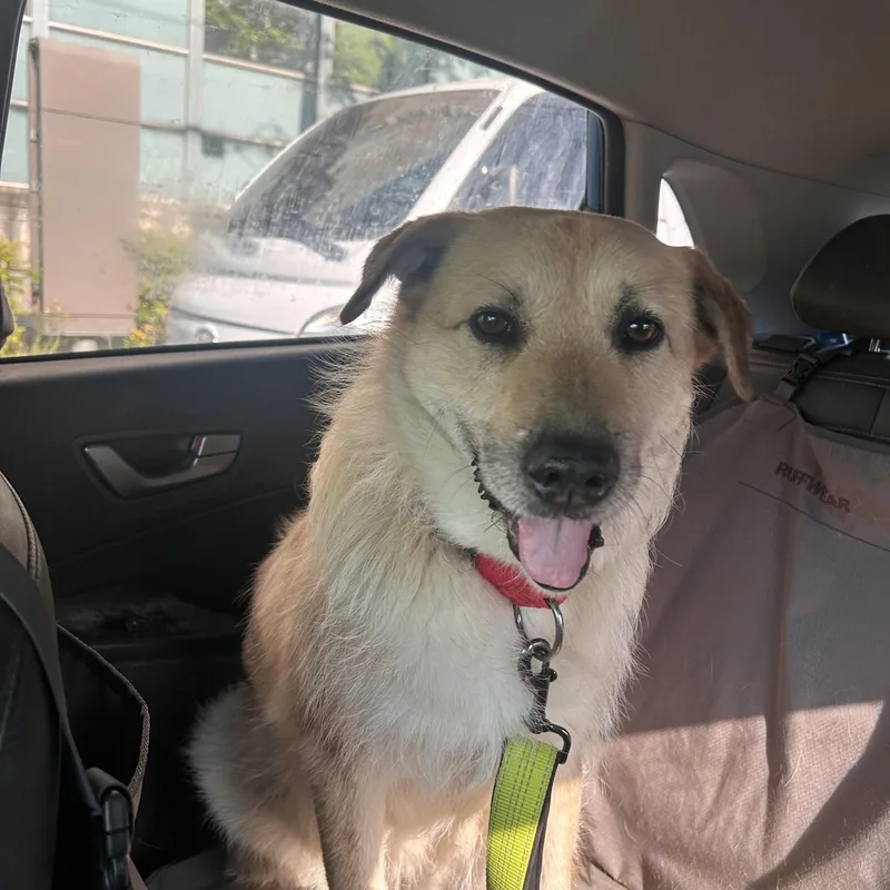 A young medium-sized female Great Pyrenees dog named Ov for adoption in DANVERS, MA