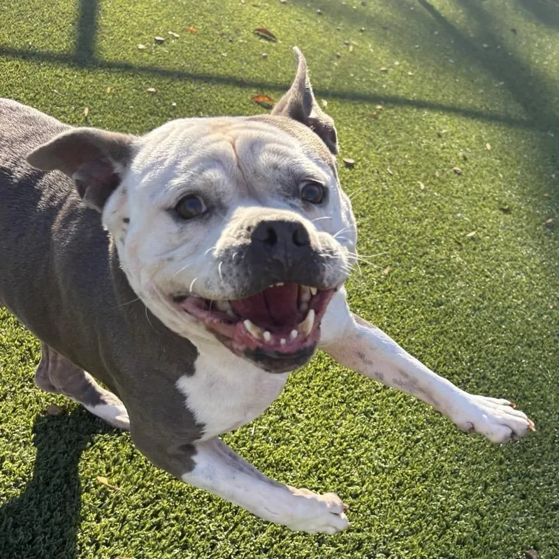 Buttercup thumbnail 2