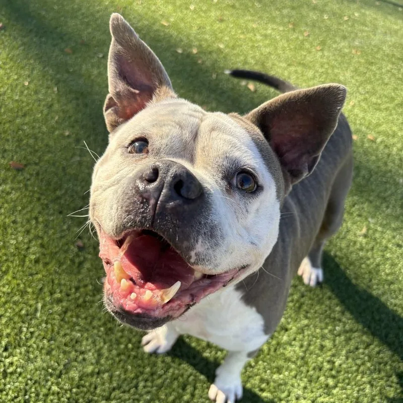 Buttercup thumbnail 3